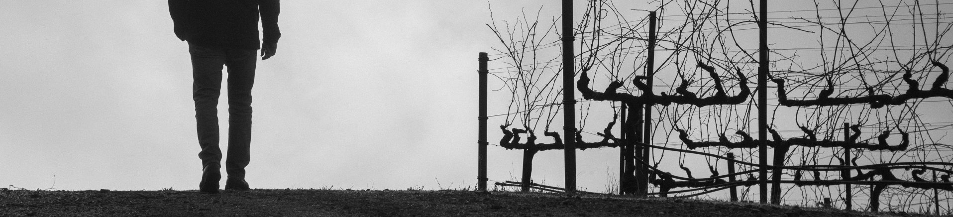 Winemaker, Graham Weerts walks among rows of dormant vines on our Alexander Mountain Estate.