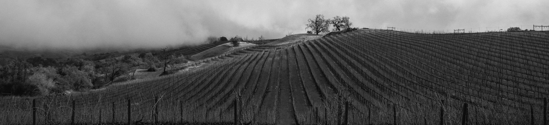 Vineyards from our Alexander Mountain Estate extend from 400-2,000 feet above sea level; the terrain does not make winegrowing easy.