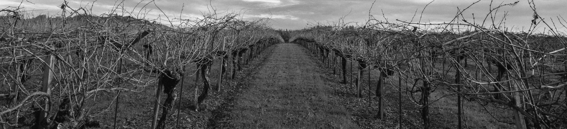 Our vines during dormancy before being pruned. A remarkable physiological change occurs within the vine to allows it to endure the cold winter months.