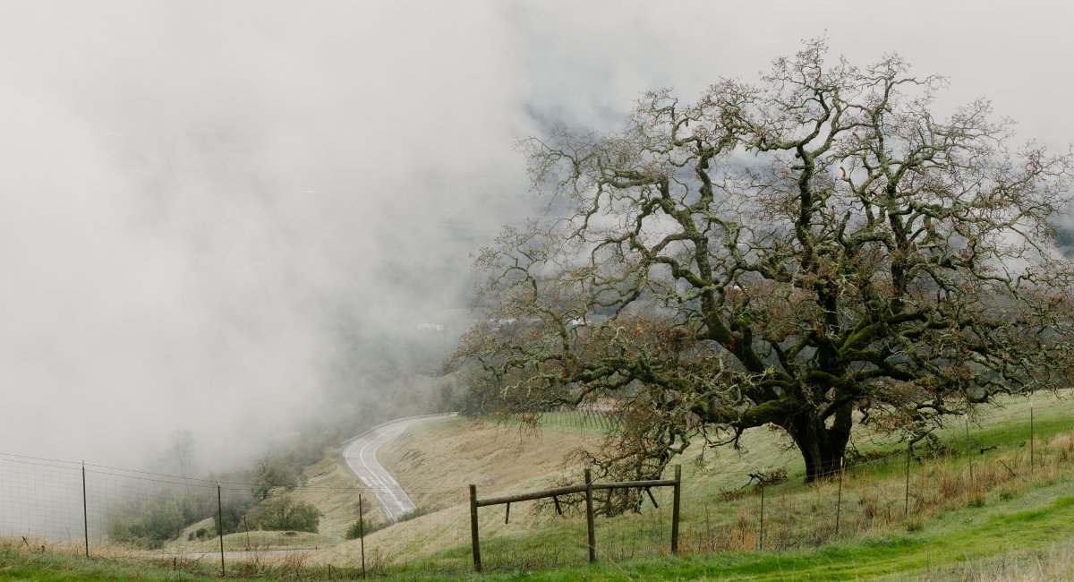 Fog drifts in over the tops of the mountain range onto our Alexander Mountain Estate Vineyard.