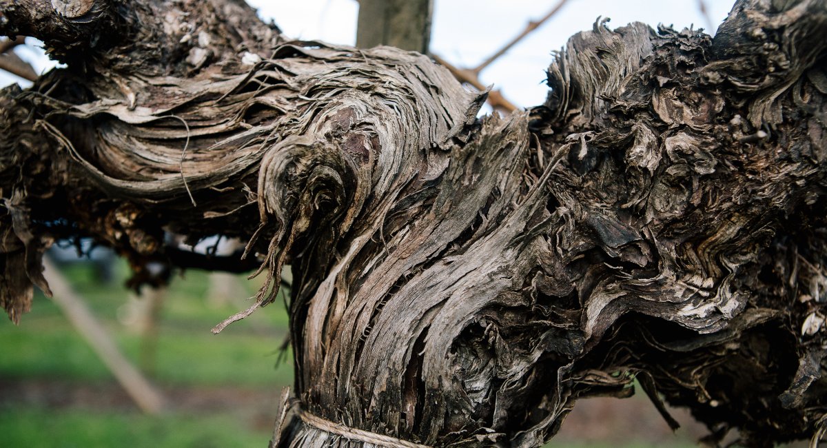 Texture on one of the ancient vines from our Field Stone 1968 Cabernet Sauvignon vineyard located in Alexander Valley.