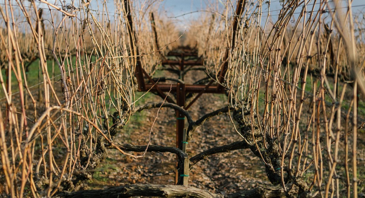 View of dormant vines at Alexander Mountain Estate