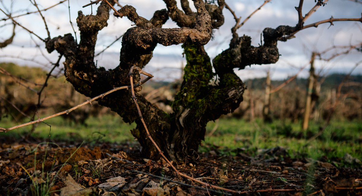 A gnarled, ancient vine that is over 120 years old and has witnessed the history of Alexander Valley winemaking.