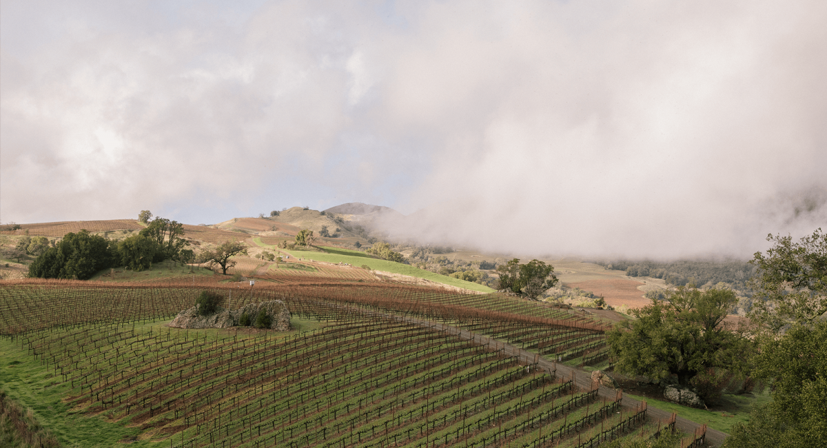 Fog rolling over the Alexander Mountain estate vineyard